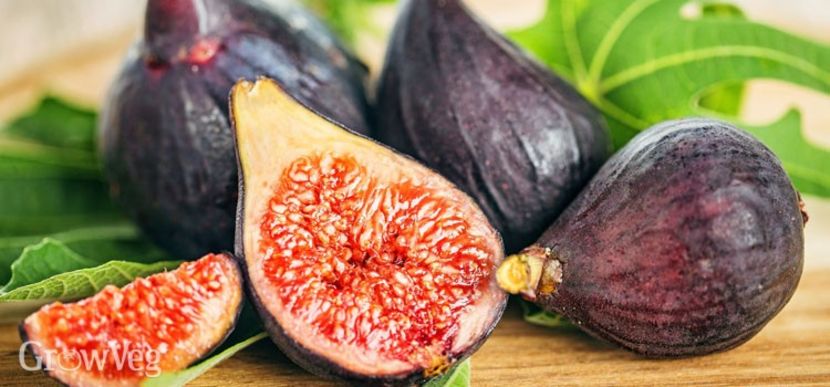 ripe-figs-2x - Smochine