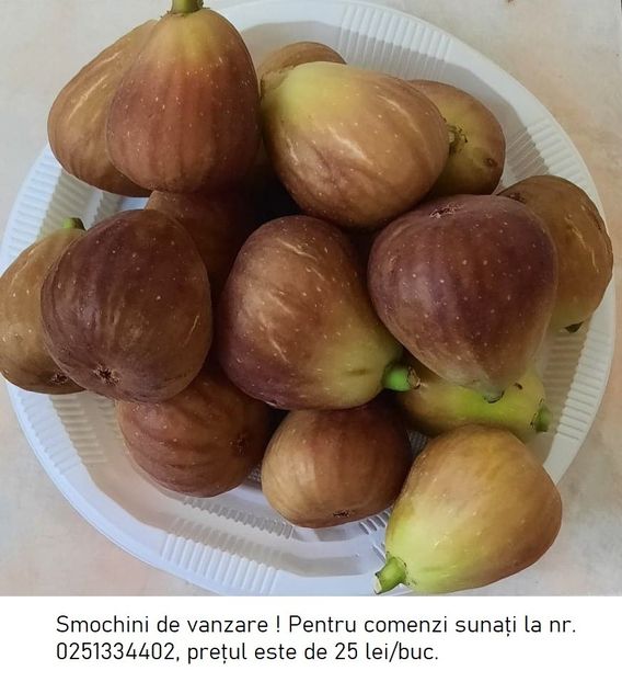 smochine Dabuleni - Smochine