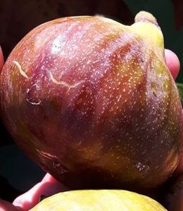 smochin-madeleine-des-deux-saisons_367 - Smochine