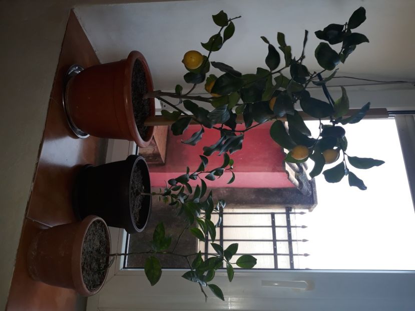  - Fotografiile Mele 2