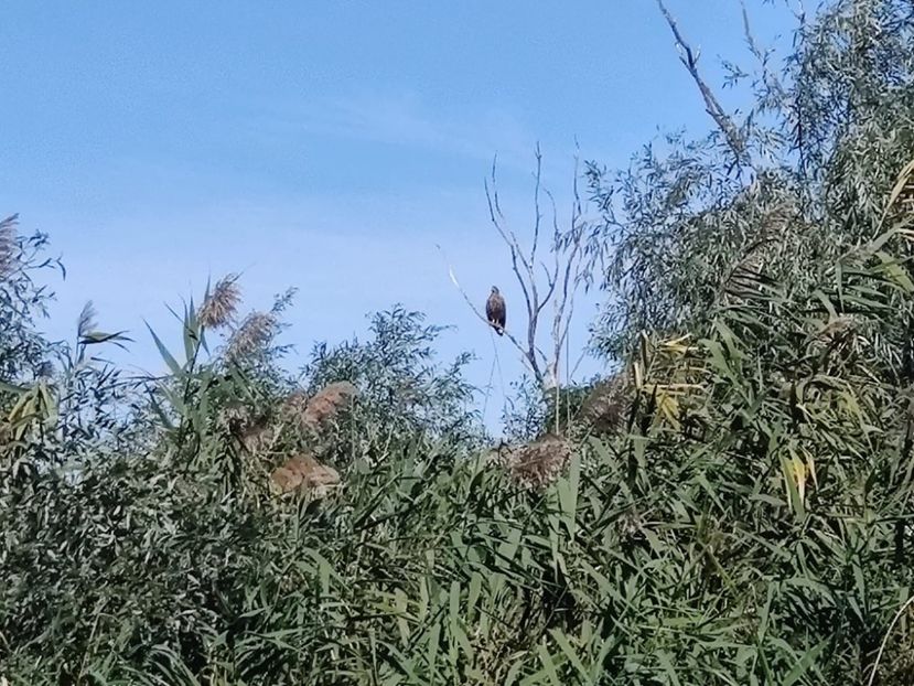 delta2 - Vacanta 2022