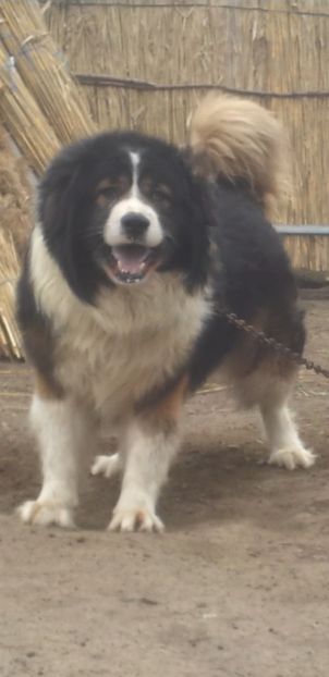 Screenshot_20221105-073329_Video Player - Ciobanesc caucazian