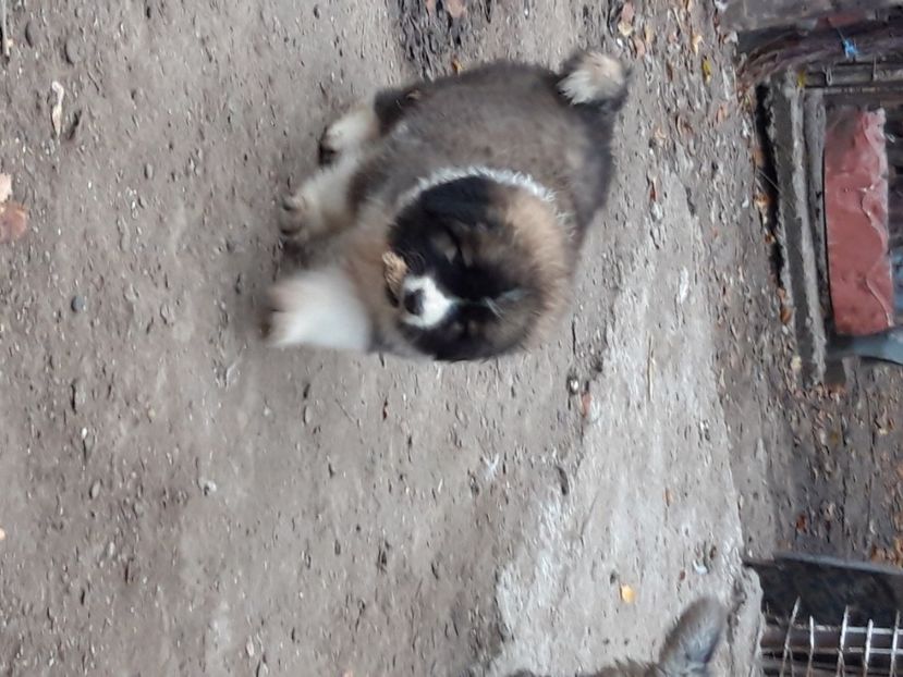  - Ciobanesc caucazian Pui