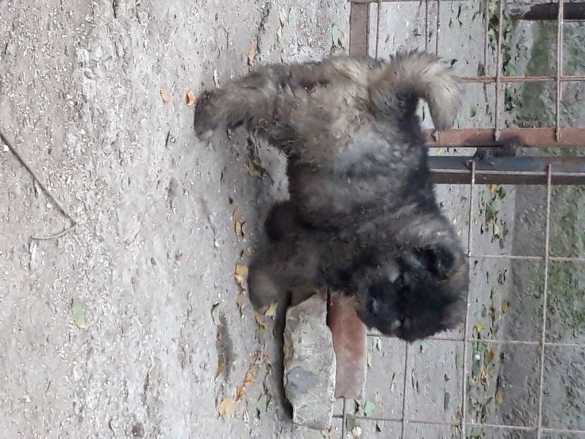  - Ciobanesc caucazian Pui