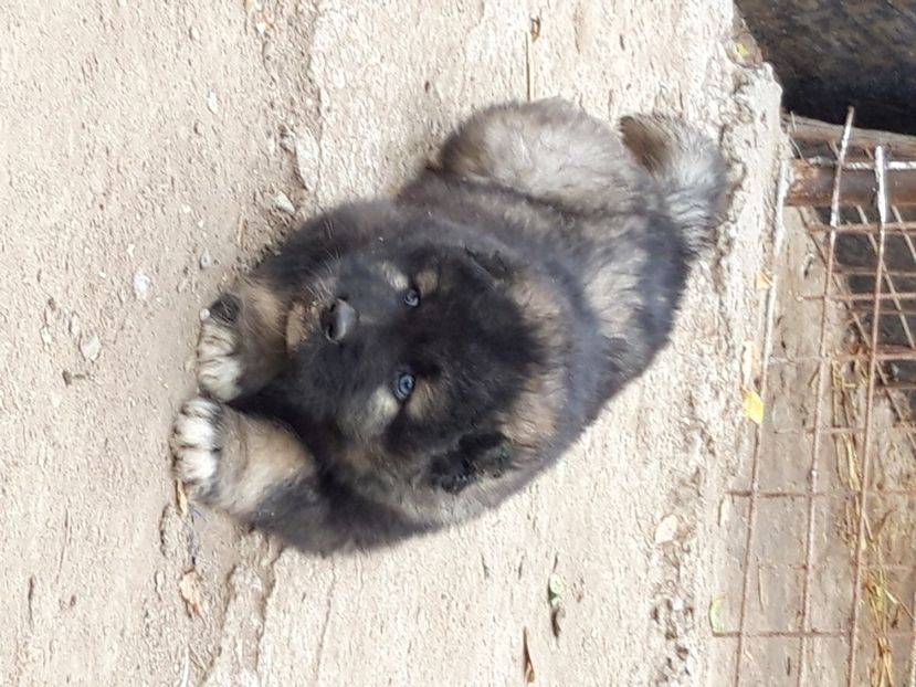  - Ciobanesc caucazian Pui