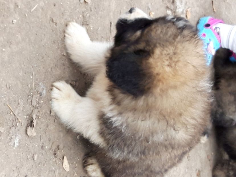  - Ciobanesc caucazian Pui