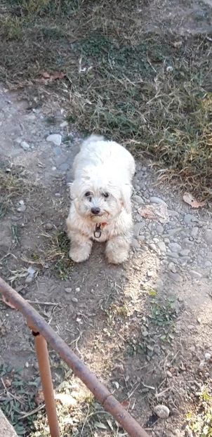 Screenshot_20221029-104202_Video Player - Bichon