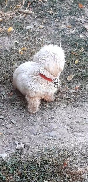 Screenshot_20221029-103832_Video Player - Bichon