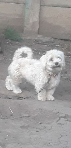 Screenshot_20221019-140723_Video Player - Bichon