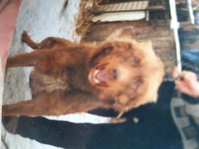  - Ciobanesc Carpatin