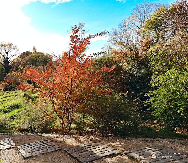 w-Peisaj de toamna - Autumn landscape 03 - PEISAJE-PARCURI-PARKS-LANDSCAPES