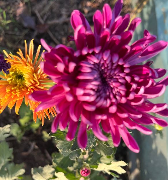 BD99A418-F52C-4880-8172-BBFFB17D85DE - Crizanteme 2022