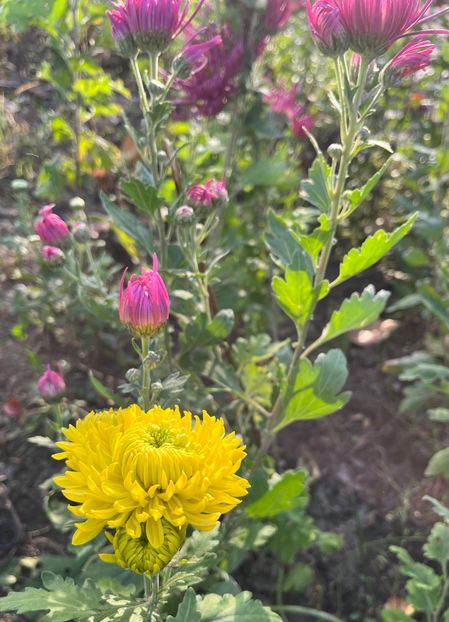 5F86E8DC-065A-47A5-A547-D8166E972CED - Crizanteme 2022