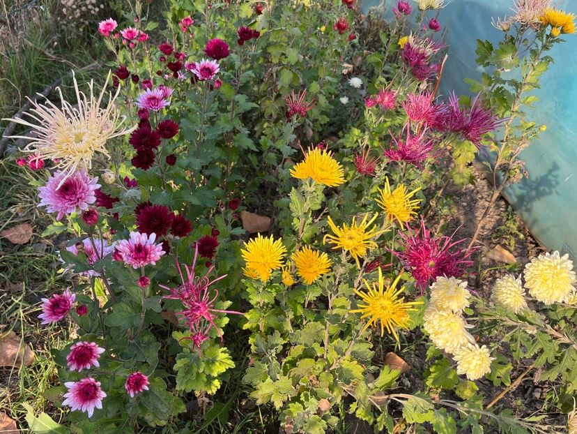 DB86E13E-688A-45D4-8EE4-207A60E7A4B0 - Crizanteme 2022