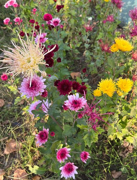 75A03607-DDC2-4212-8800-1DB98D2E912E - Crizanteme 2022