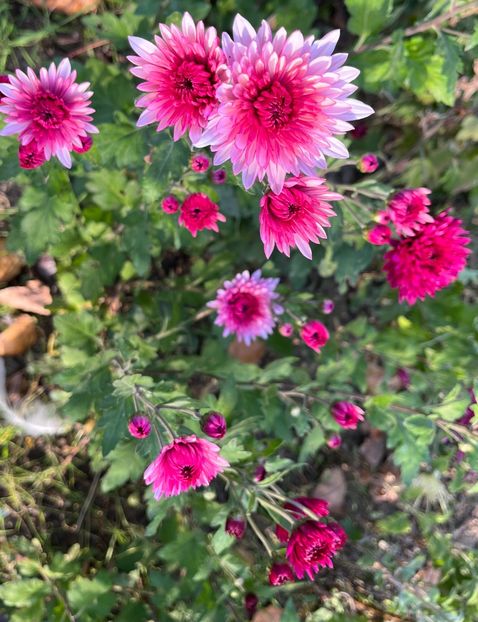 459C0A14-3657-4A27-9B6A-04A5434B13E6 - Crizanteme 2022