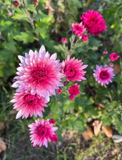 3F70C2A0-5A87-468C-A794-683B23259319 - Crizanteme 2022