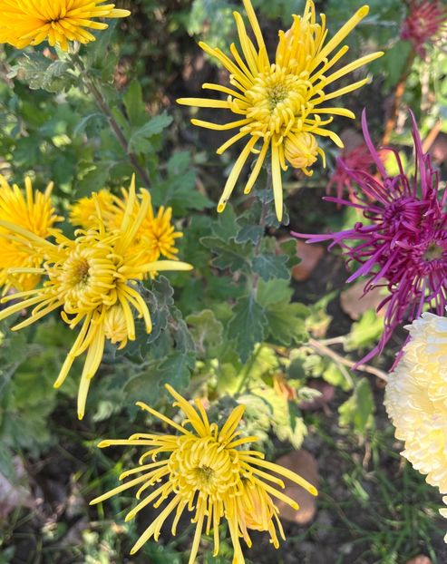 FD931565-BEE9-4FED-88A4-954FBD382A99 - Crizanteme 2022