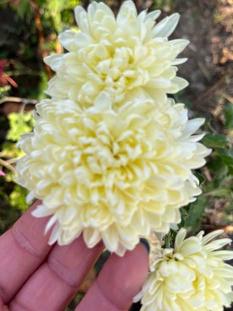 07A8CDCF-C5E9-4C26-8AB9-9427CBA9352D - Crizanteme 2022