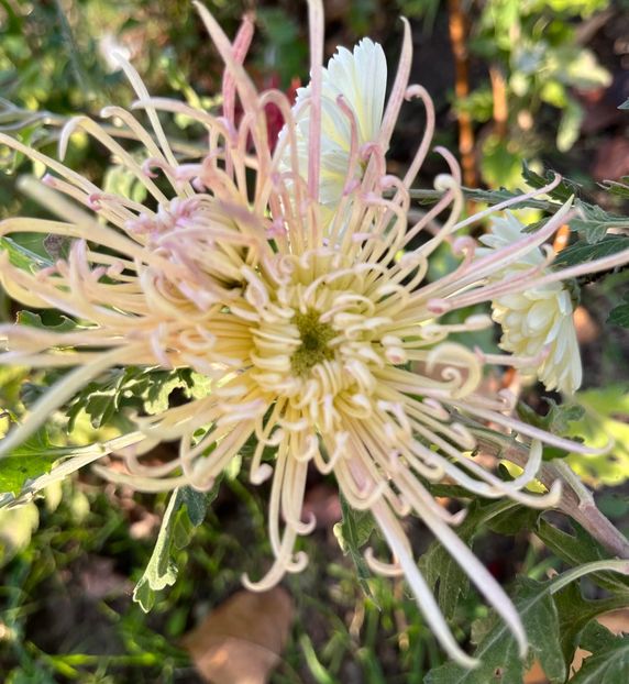 460A4972-4BE7-44B8-A2C4-0935F6EDDC3E - Crizanteme 2022