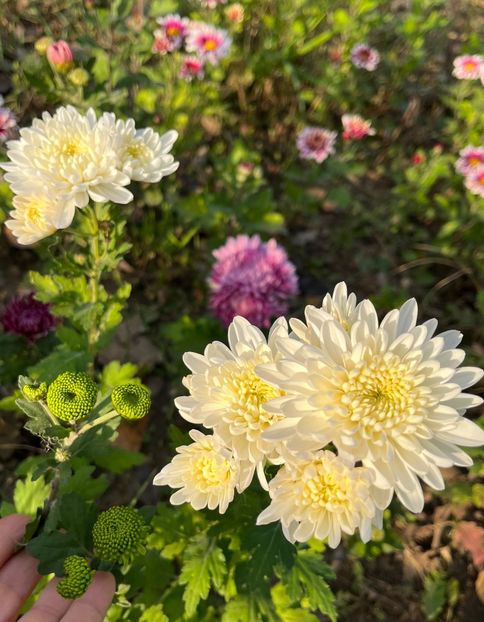 1F0CAC02-B65C-4EEC-844C-FAF39D7B033A - Crizanteme 2022