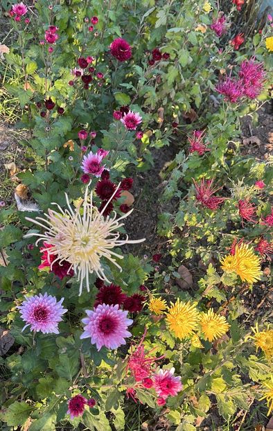 823061B3-EF25-4162-9137-33B83289B51B - Crizanteme 2022