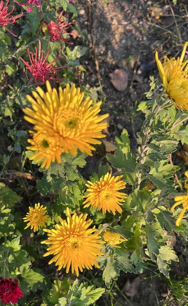 0CCEE0E9-0041-4DCC-BE46-D8C30F71B039 - Crizanteme 2022