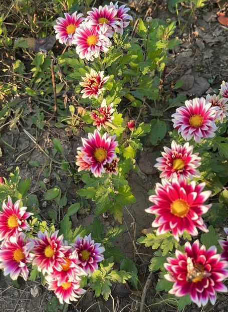 32216B1C-57AE-4EB0-B2BD-D2779F26650F - Crizanteme 2022