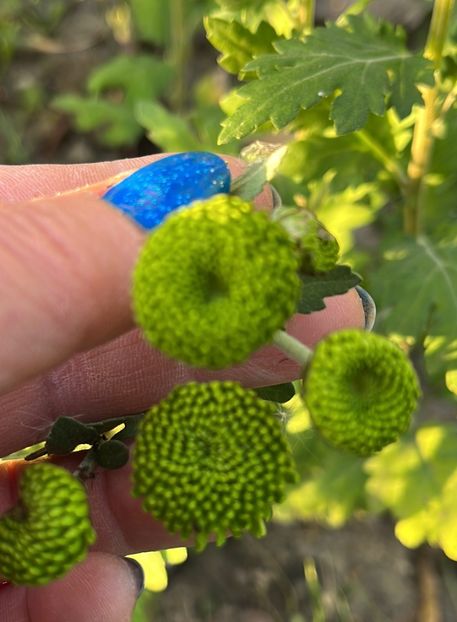 79E14B05-EE24-4614-A570-05A1DC83BD50 - Crizanteme 2022