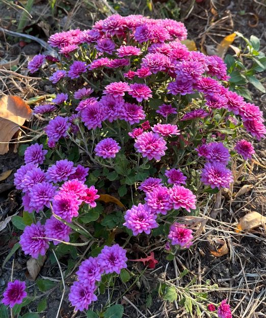 D1780261-C590-46FB-906B-AC8908E18E00 - Crizanteme 2022