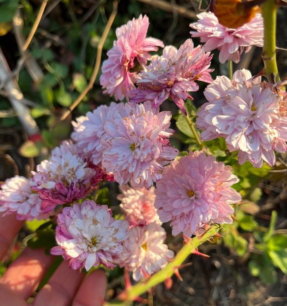 E55FA9EB-C169-4945-95D0-89DC84B4AD0B - Crizanteme 2022