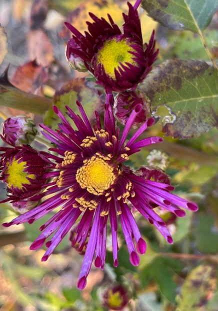 B3F2916E-1EFF-4AAC-B5BC-B570547DF761 - Crizanteme 2022