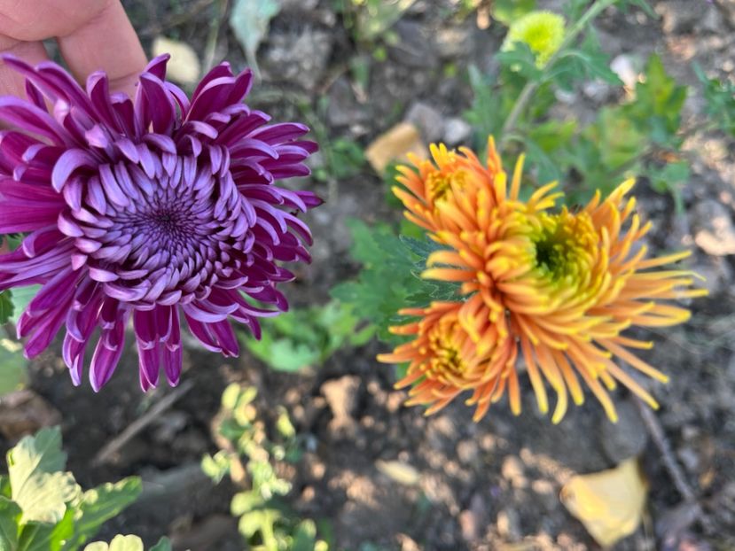 808B3B66-F4BD-44C6-9220-BB938E17A904 - Crizanteme 2022