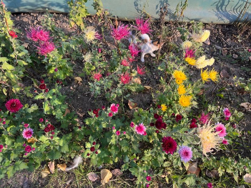 87F4244D-7666-47B7-985D-3E3BF96E749D - Crizanteme 2022