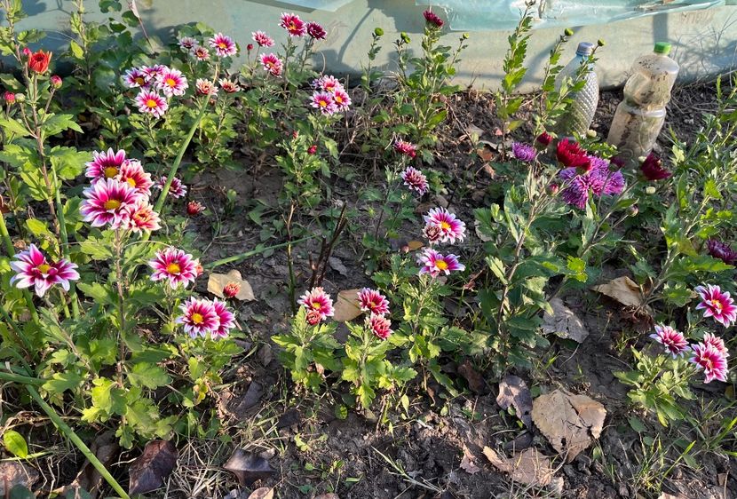 86E14F32-7BBC-41D9-821A-3F9F77EF8FA2 - Crizanteme 2022