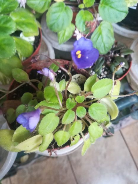 Lila Blackolan - Violete