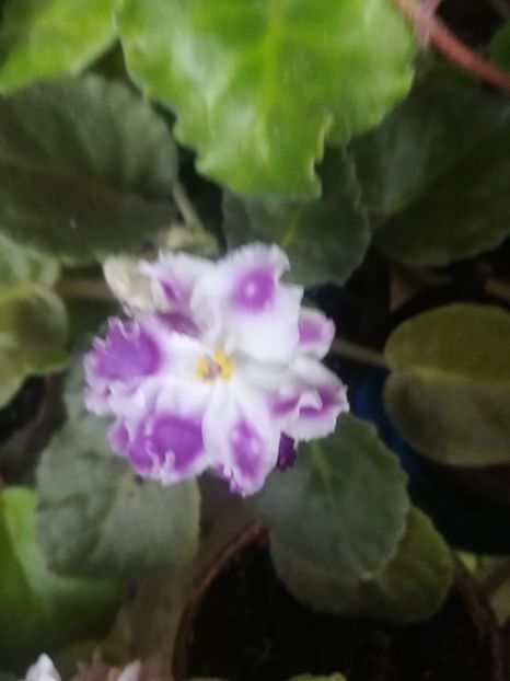 RS Palmira - Violete
