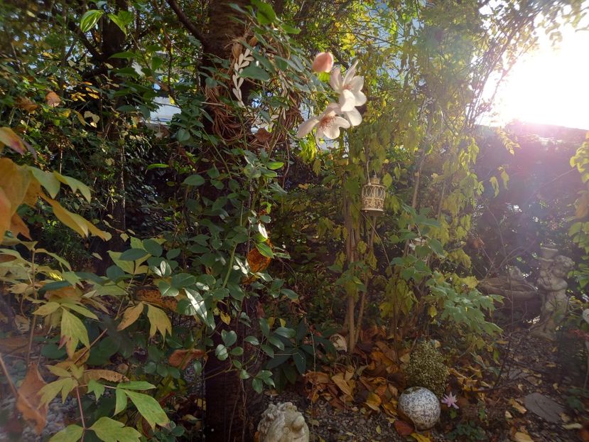 04.11.2022 - Grădina 2022 continuare 4