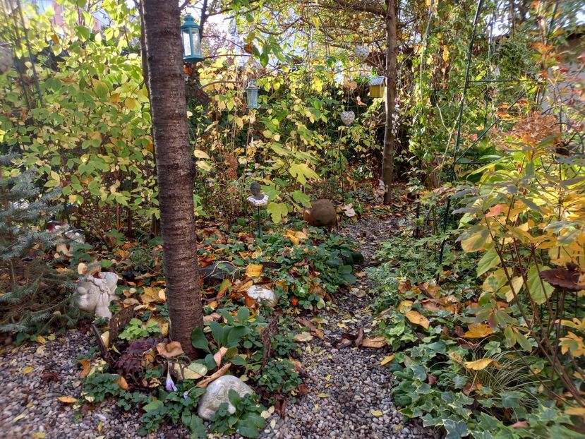  - Grădina 2022 continuare 4