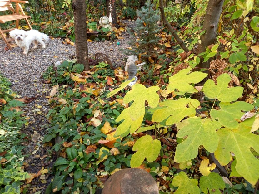  - Grădina 2022 continuare 4