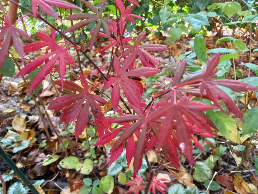 Trompenburg - Grădina 2022 continuare 4