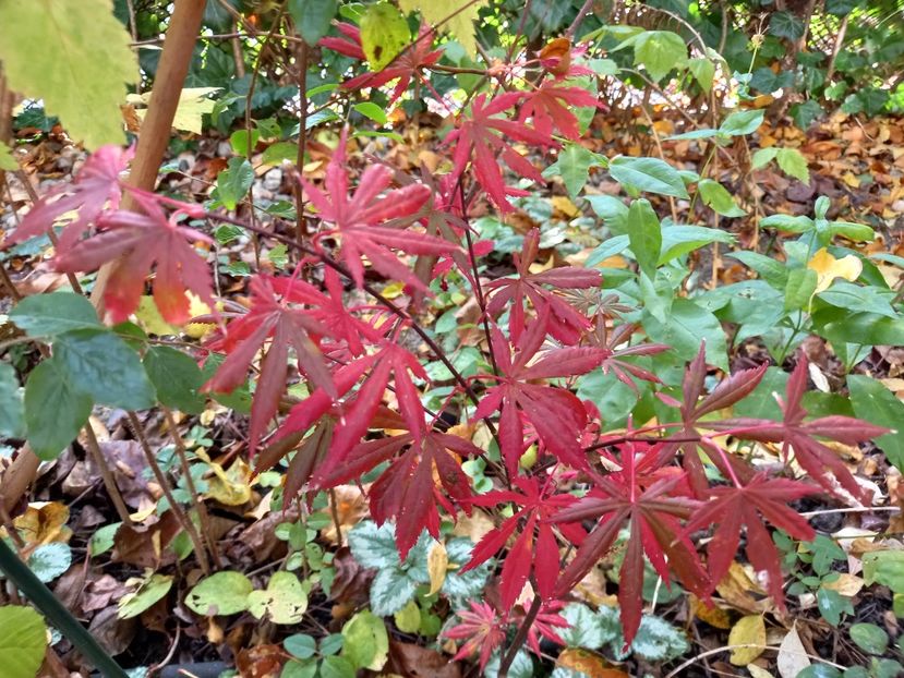  - Grădina 2022 continuare 4