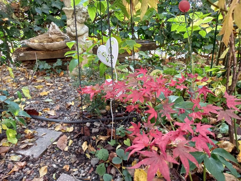  - Grădina 2022 continuare 4