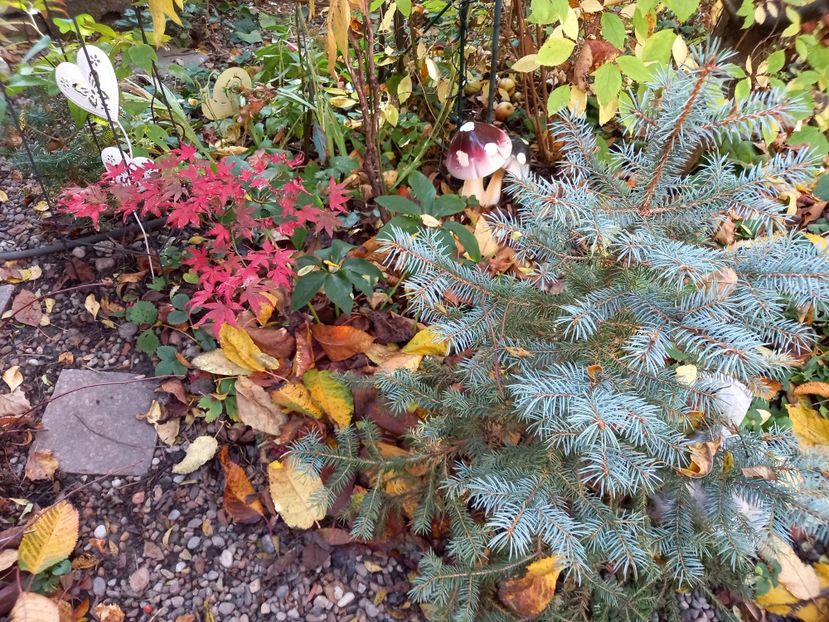  - Grădina 2022 continuare 4