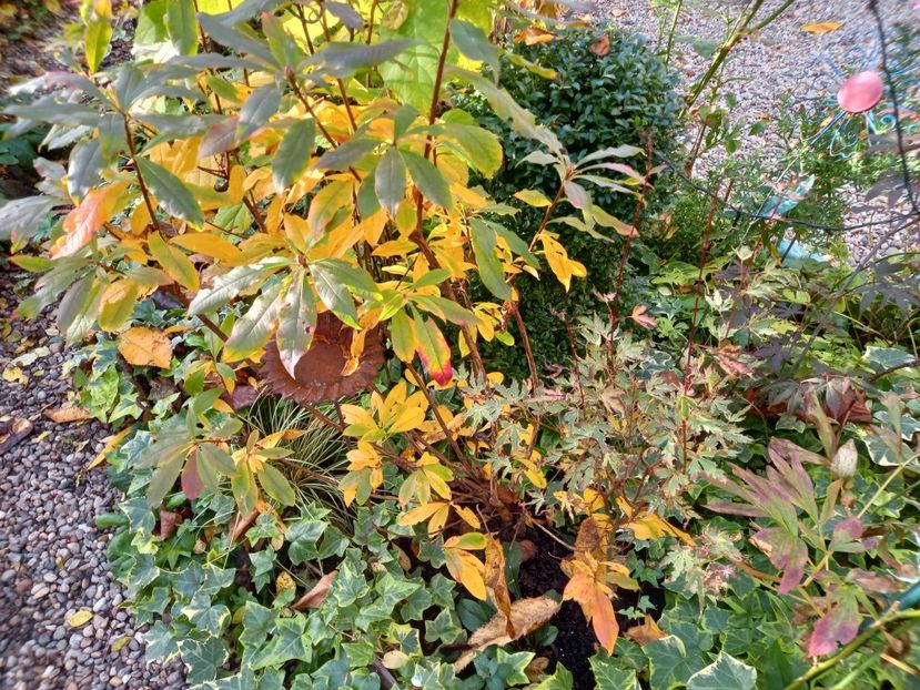  - Grădina 2022 continuare 4