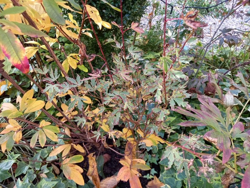 Taylor - Grădina 2022 continuare 4