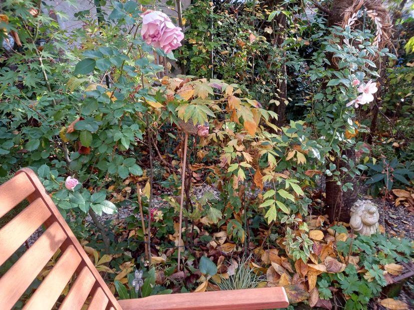  - Grădina 2022 continuare 4