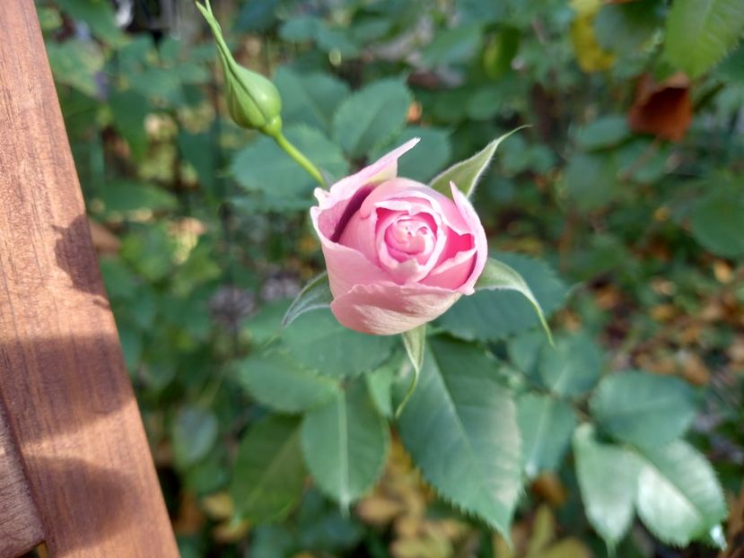  - Grădina 2022 continuare 4