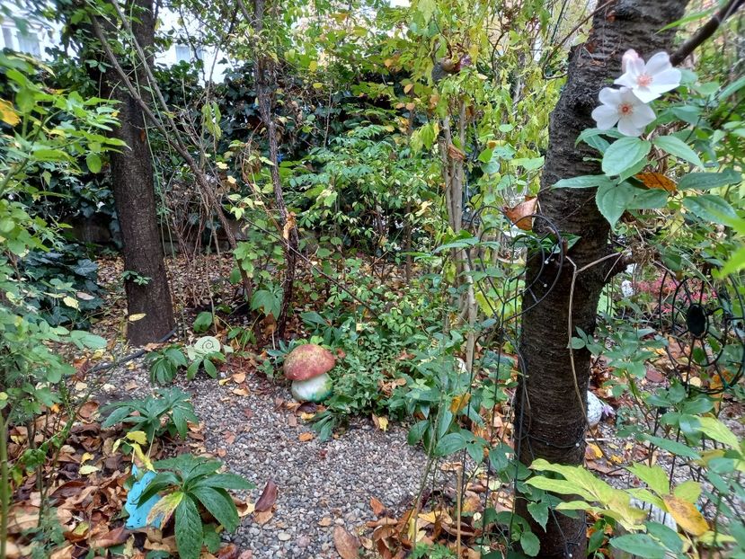 05.11.2022 - Grădina 2022 continuare 4