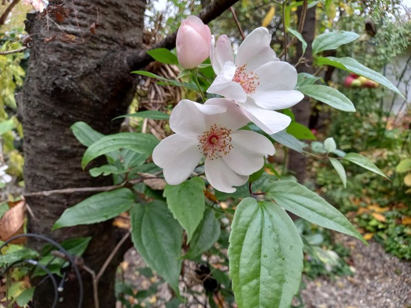  - Grădina 2022 continuare 4